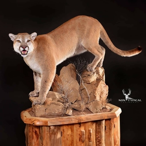 Mountain Lion, Open mouth pant, downward climb from rocks - Lifesize floor pedestal w/habitat 